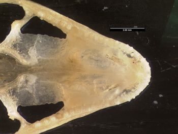 Media type: image;   Herpetology R-152459